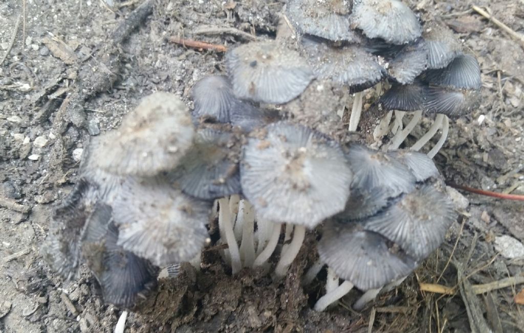 Coprinus sp.
